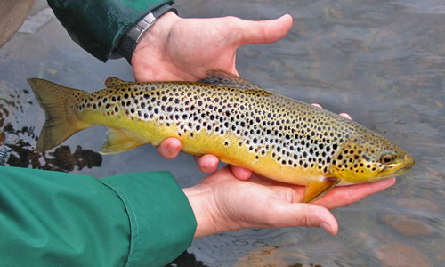  caithness trout