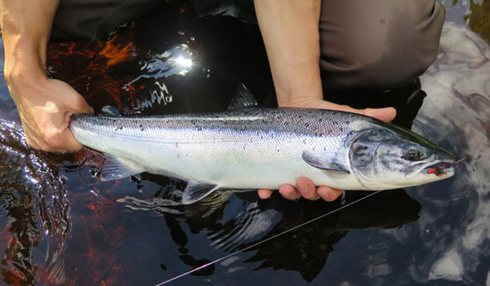 river alness grilse