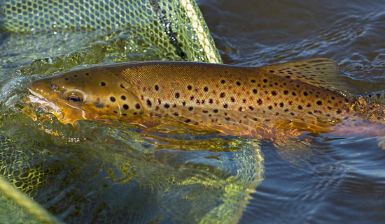 river alness grilse